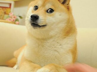 Shiba Inu Will Tie Digital Identity to All Applications in a Bid to Move Away From Meme Coin Status