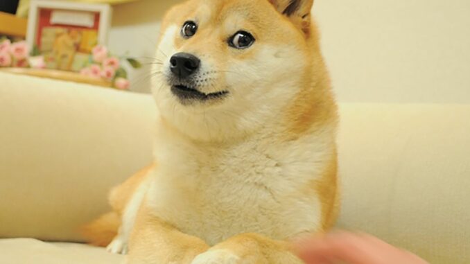 Shiba Inu Will Tie Digital Identity to All Applications in a Bid to Move Away From Meme Coin Status